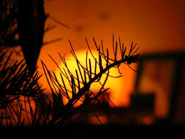 a sunset seen through the nches of some trees