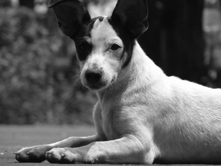 a white and black dog laying on the ground