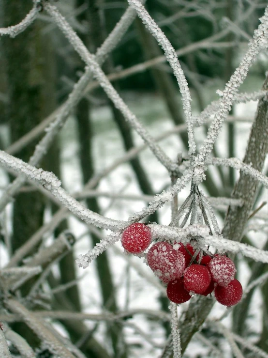 frozen tree nches and berries on it