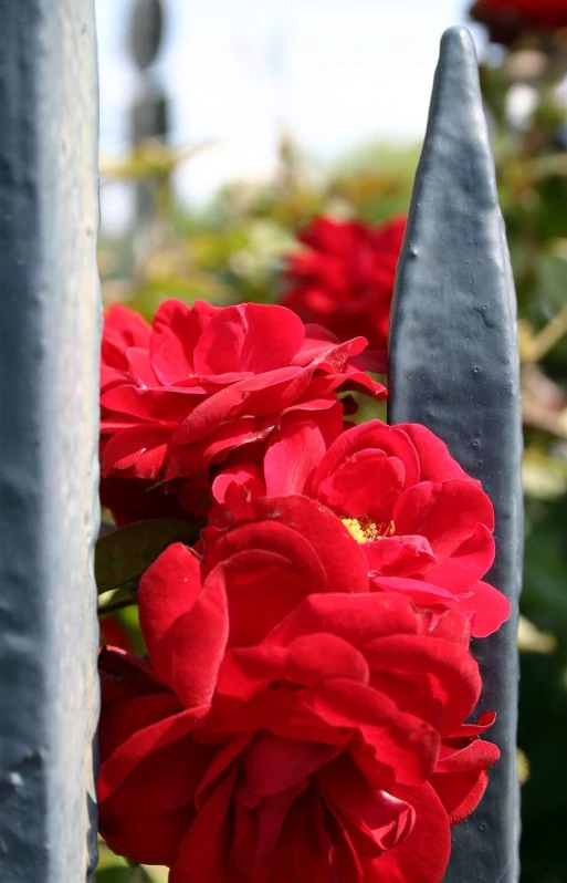 red roses sitting next to black metal fence