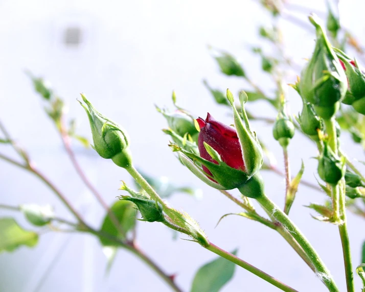 red rose budding with green leaves in background