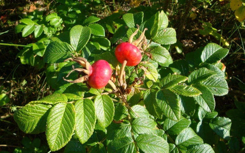 red apples are growing on the green leaves