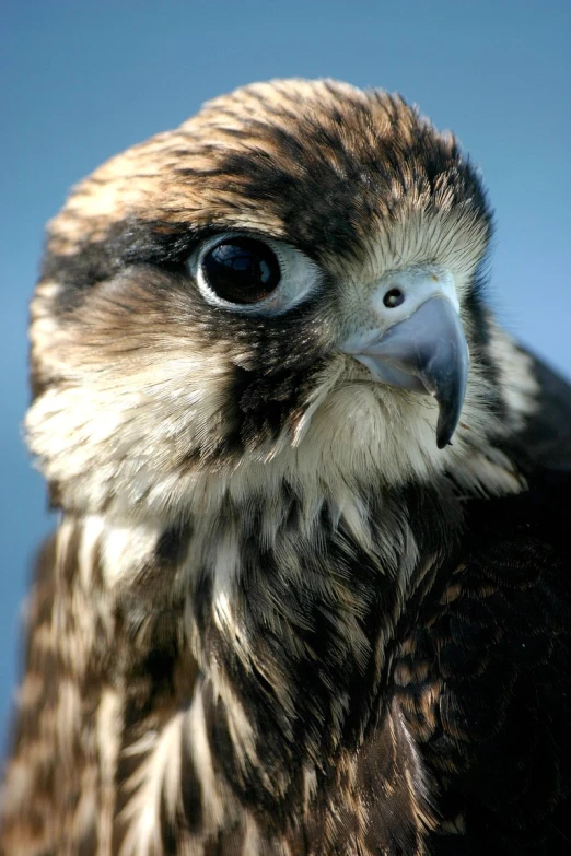 a close up s of a hawk with a bright yellow beak