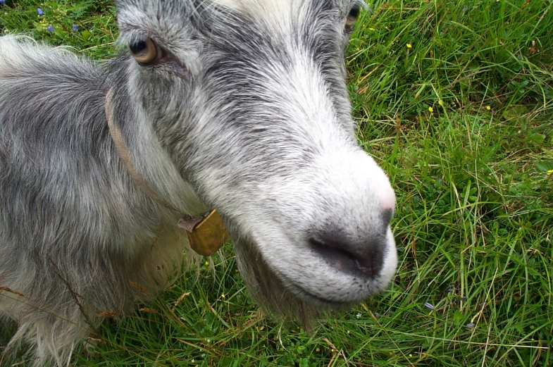 a grey goat with white ears and brown leather band