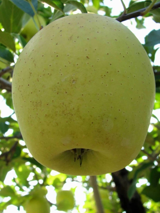 a close up of an apple on the tree