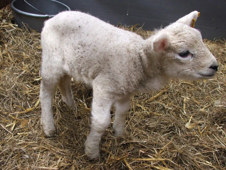 a white lamb is standing in some hay