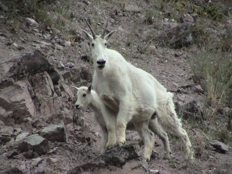 the baby goats are walking on top of a rocky hill