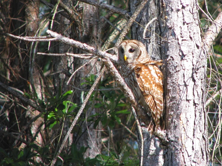 an owl perched in a tree staring at soing