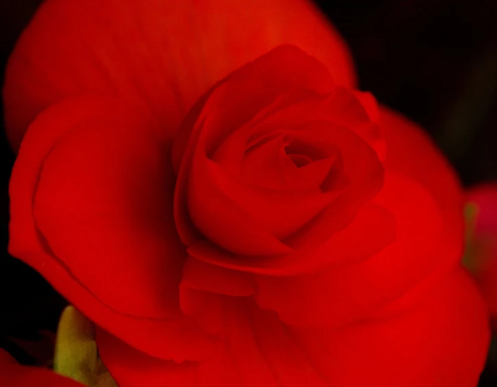 a single red rose with several green buds