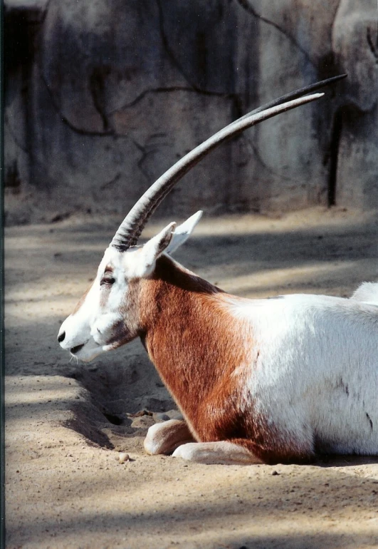 a big brown and white goat laying on the ground