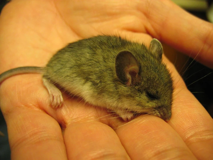 a small mouse sitting on someone's hand