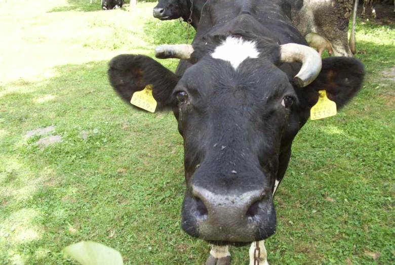 a close up of a black and white cow in a field