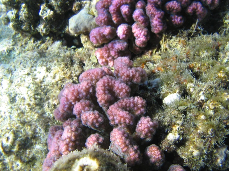 some corals are sticking out of the sand