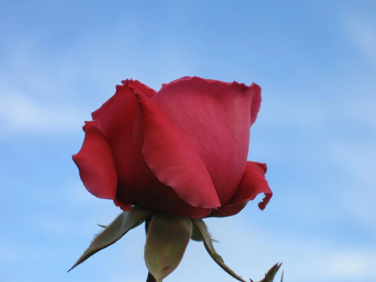 a rose is shown against a blue sky