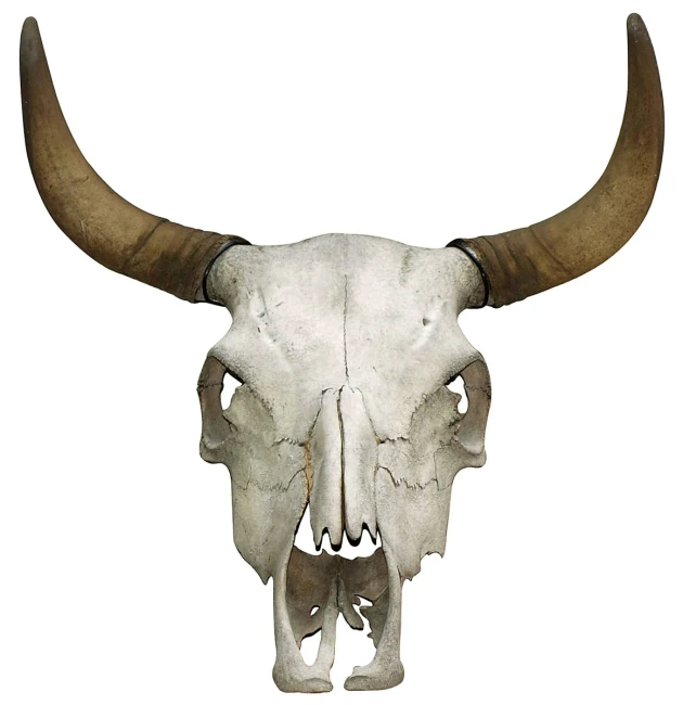 an animal skull with horns is shown