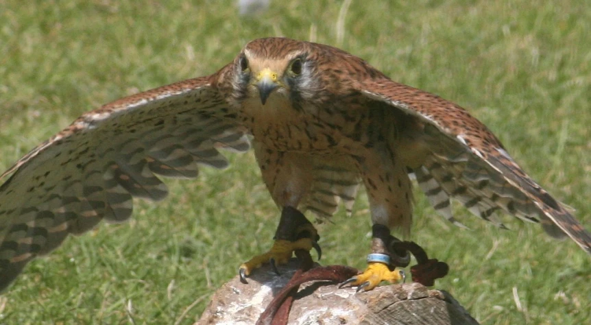 a falcon with its wings extended getting ready to strike