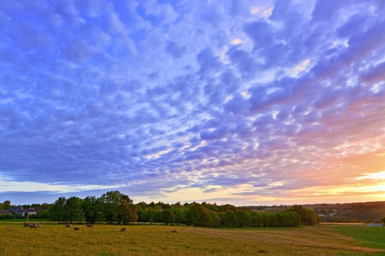 several cows are grazing in an open field at sunset