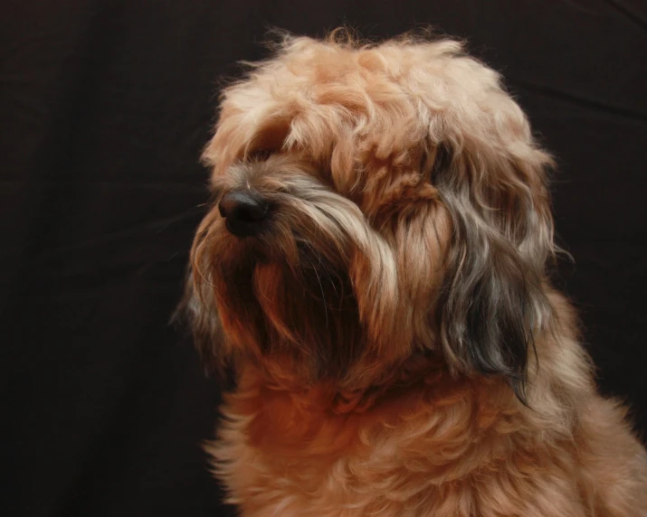 a close up of a brown dog on a black background