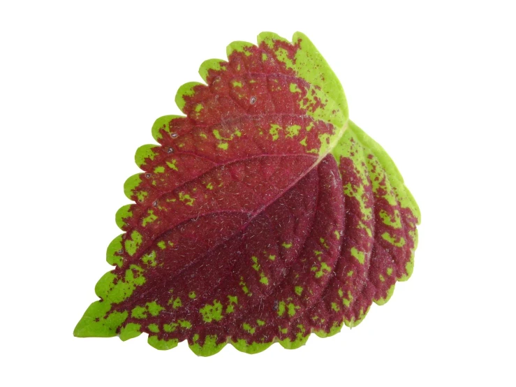 a red and green plant with some green leaves