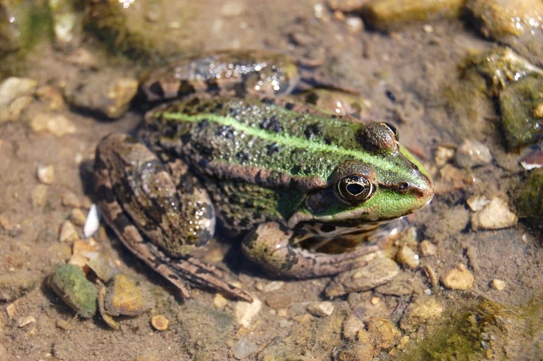 a frog sitting on some rocks near grass