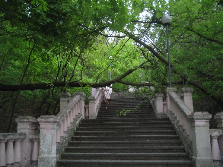 some steps in the woods with trees overhanging