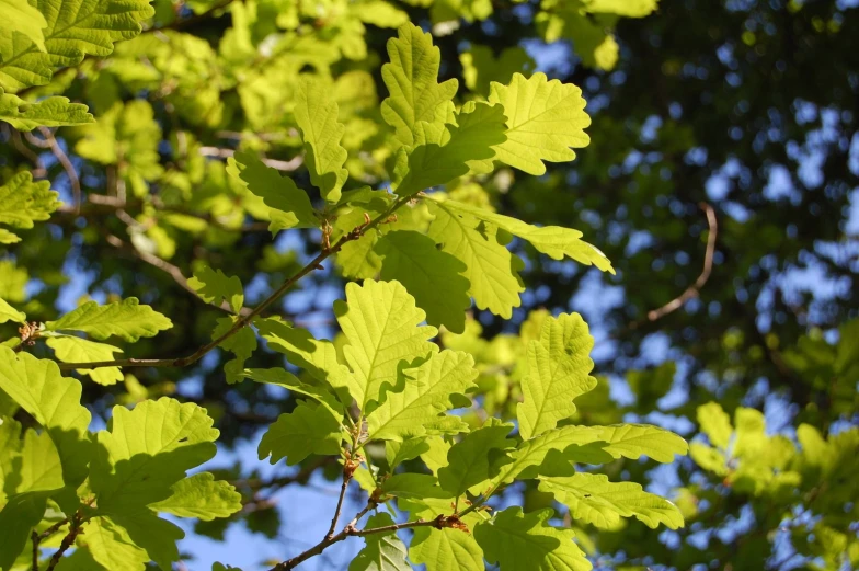 leaves on an unripe tree nch with blue sky in the background