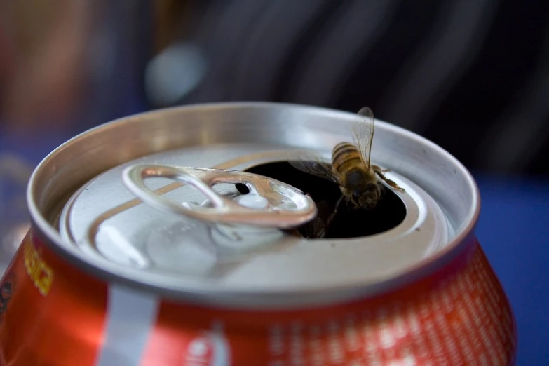 a close up of an insect on top of a can of soda