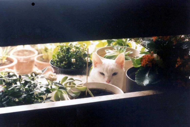 a white cat is peeking over from behind potted plants