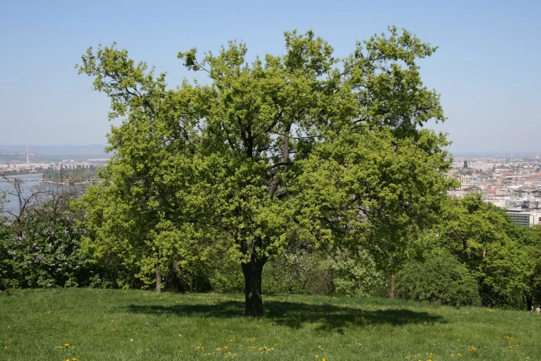 a lone tree in the foreground with a city below