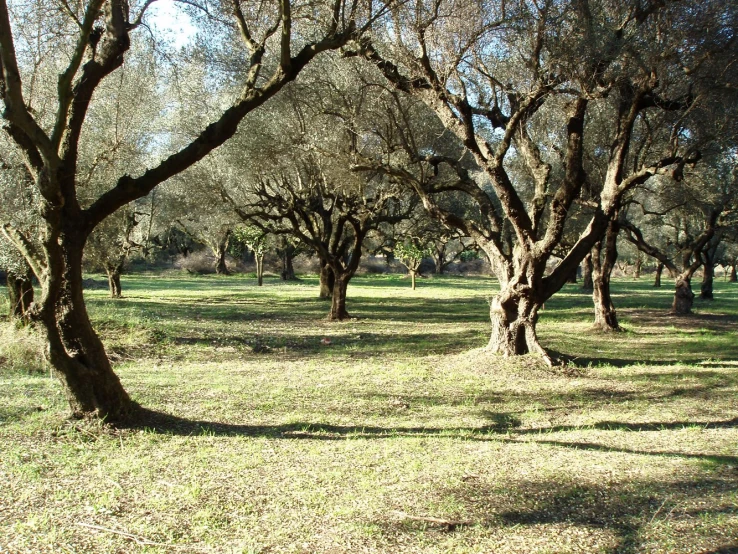 an open grassy field with trees and a frisbee