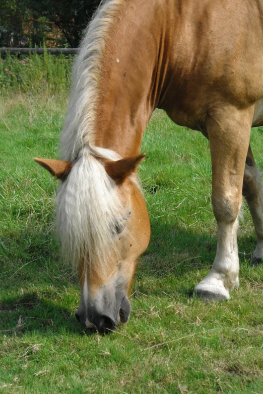 a horse is eating grass in a grassy field