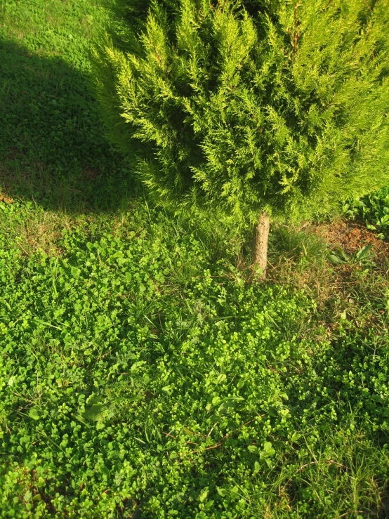 a tree casts a shadow on the ground