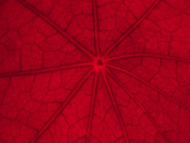 the structure of a red leaf is shown in closeup