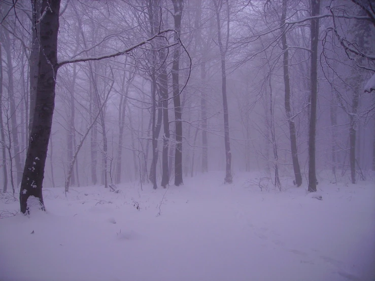 a forest covered in snow during a gloomy day