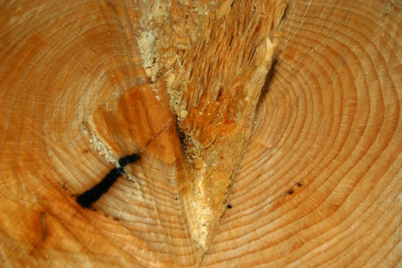the cross section of the tree shows the pattern of wood