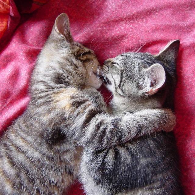 two grey tabby cats playing on a red blanket