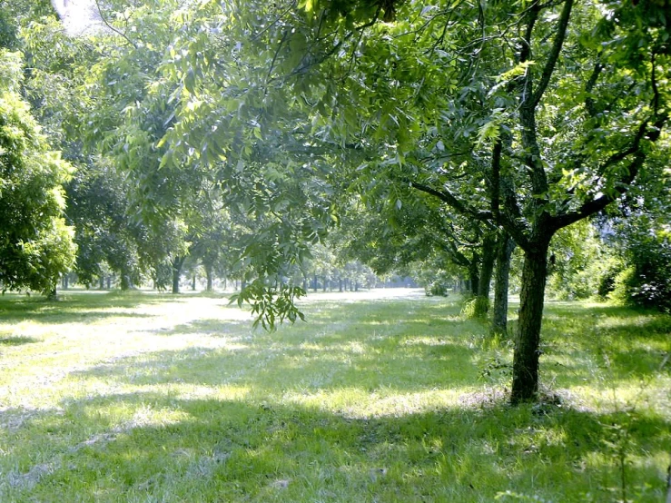 an open field with several trees and grass