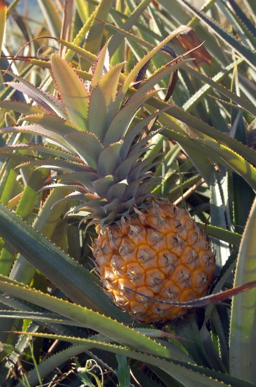 pineapple still growing in the pineapple trees