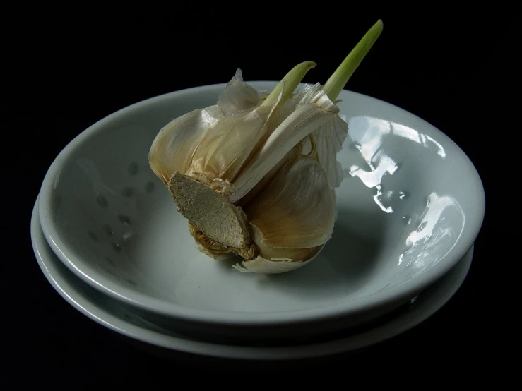 an onion on a plate with no other stuff on it