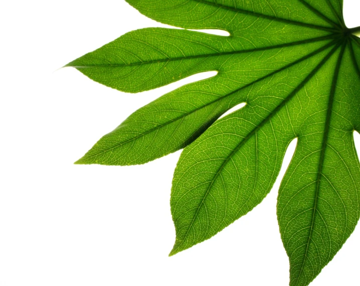 a large leaf is laying upside down on the ground