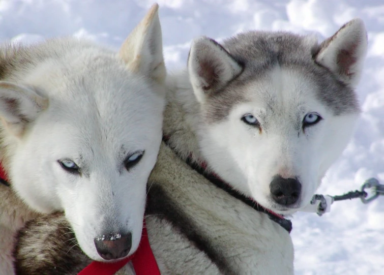 two husky dogs are tied together in the snow