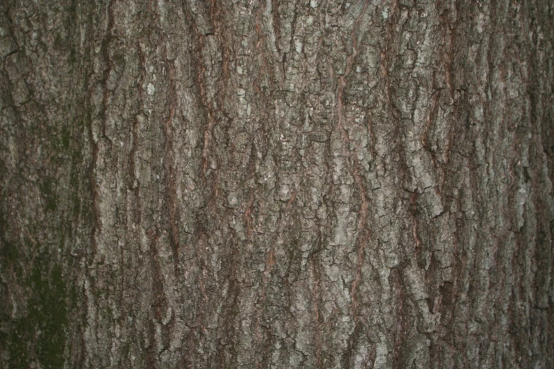 close up on tree bark in front of forest