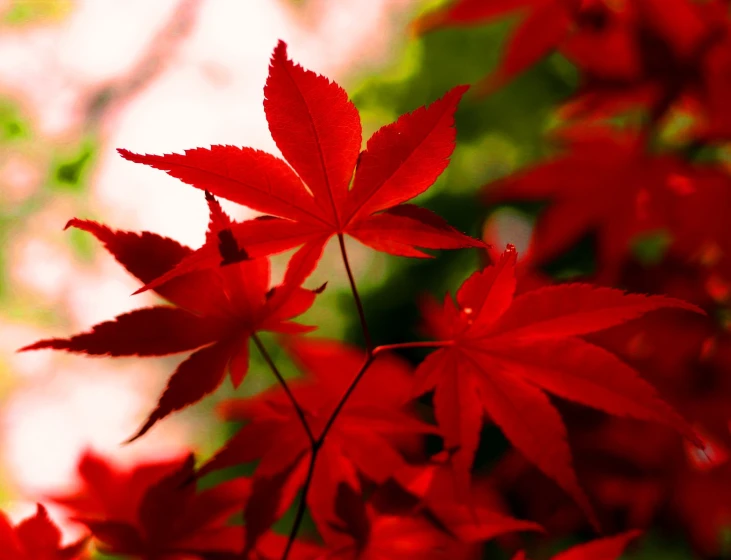 red leaves stand out against a blurry background