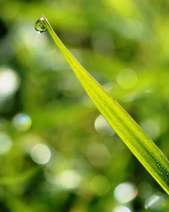 a drop of water hangs on a blade of grass