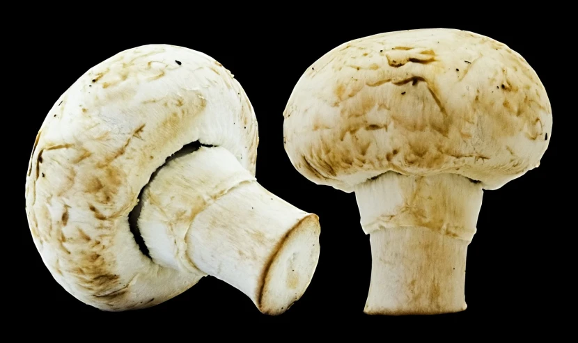a mushroom with two slices cut out and a black background