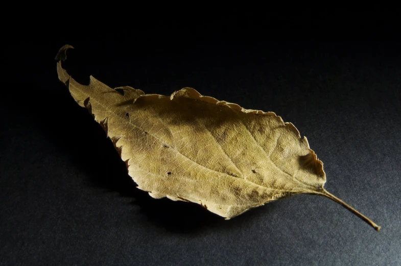 a yellow leaf with its thin, white end on a black surface