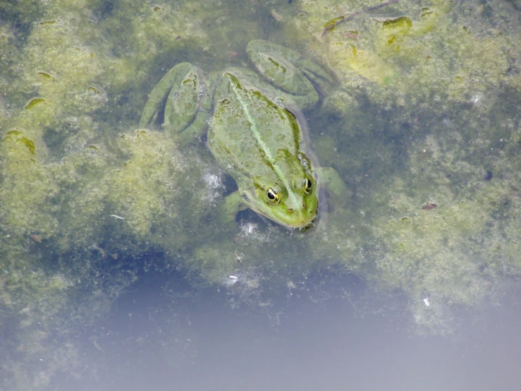 a frog is floating on the water at high tide
