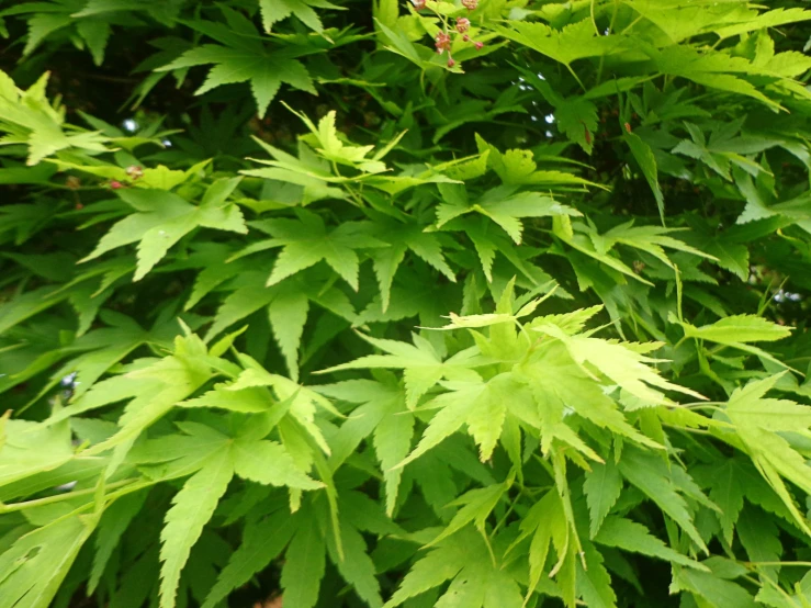 a leafy green plant on the leaves of a tree