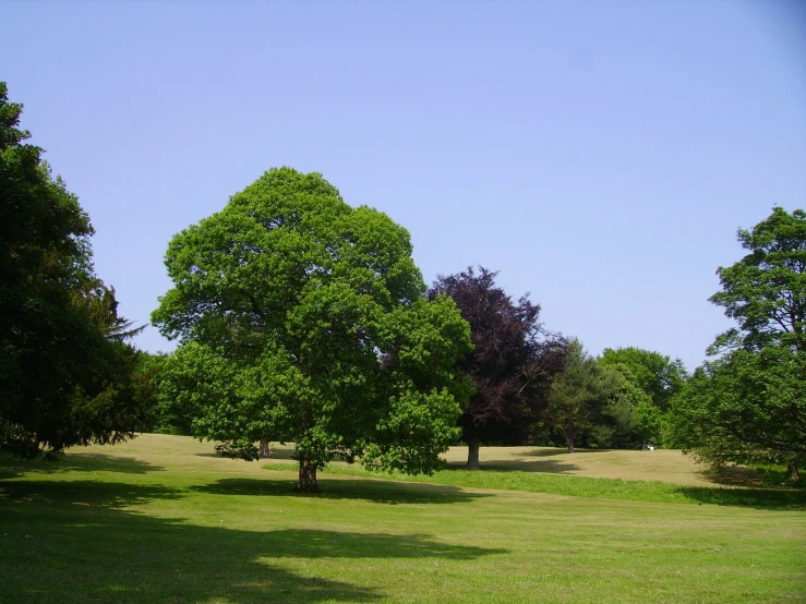 three trees are on the grassy hillside in a park