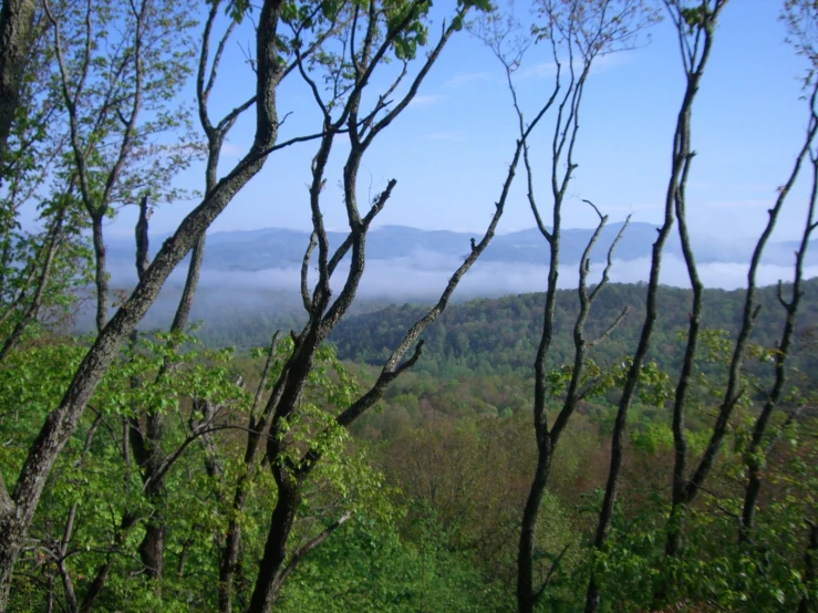 trees and bushes in the foreground with a view of mountains